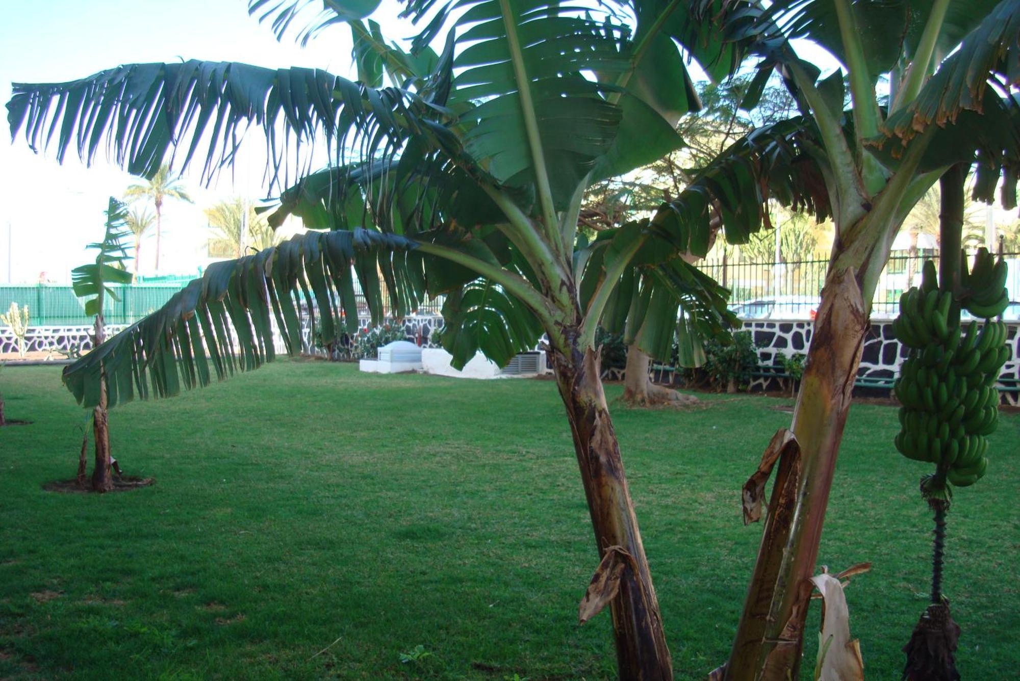 Los Cactus Playa del Ingles  Luaran gambar