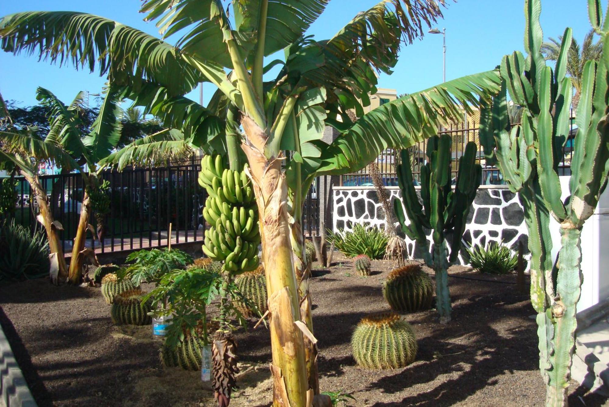 Los Cactus Playa del Ingles  Luaran gambar