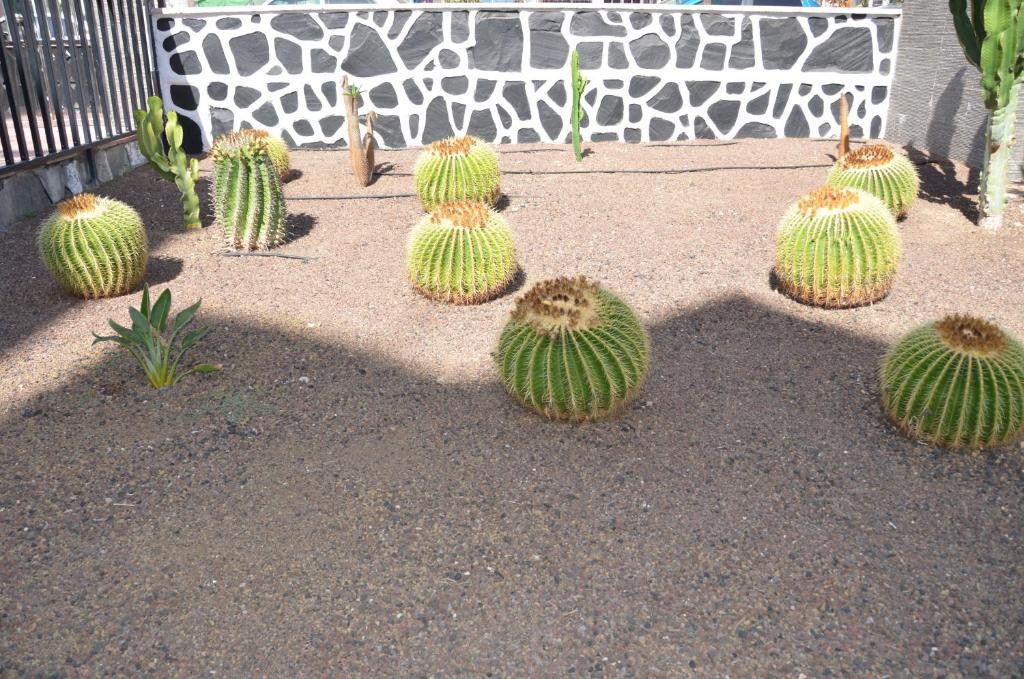Los Cactus Playa del Ingles  Luaran gambar